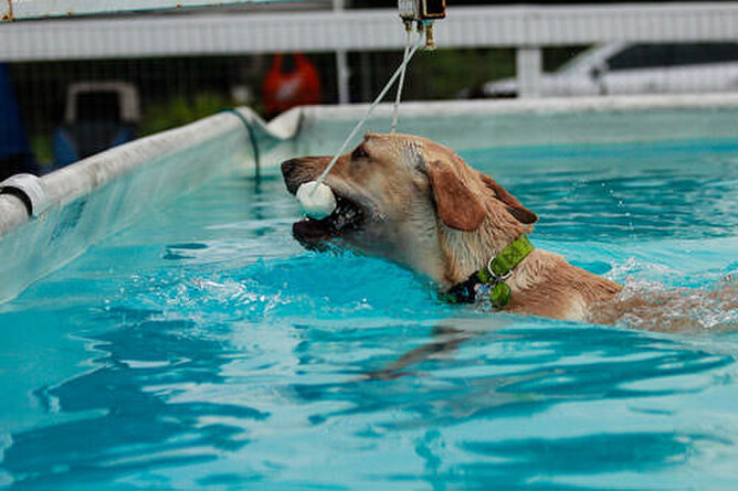 Test the waters - teach your dog to swim | Nose to Tail Dog Wash