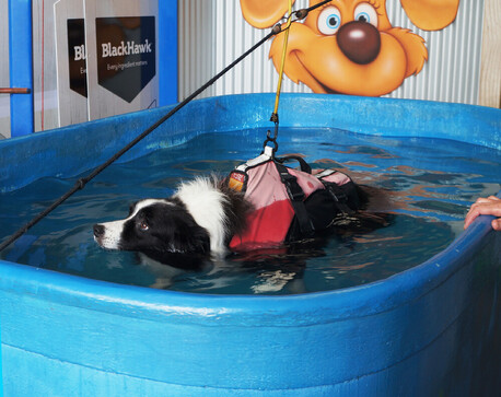 hydrotherapy for dogs